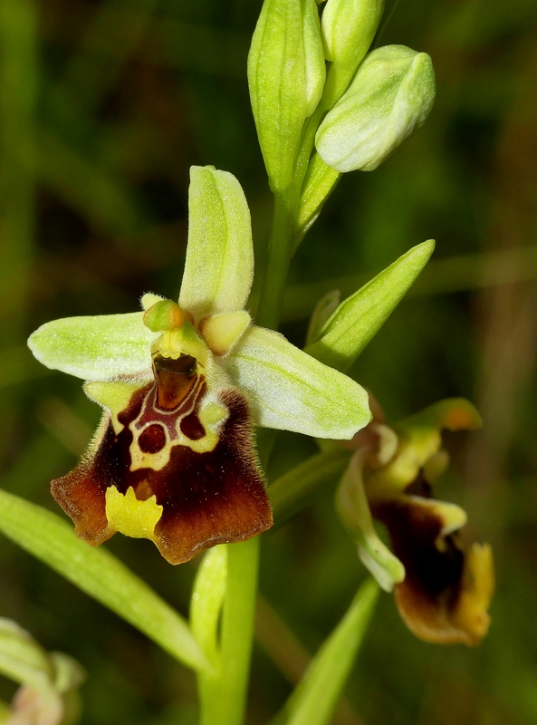 Ophrys lacaitae tra introgressioni e forme ibride � Molise 2023.